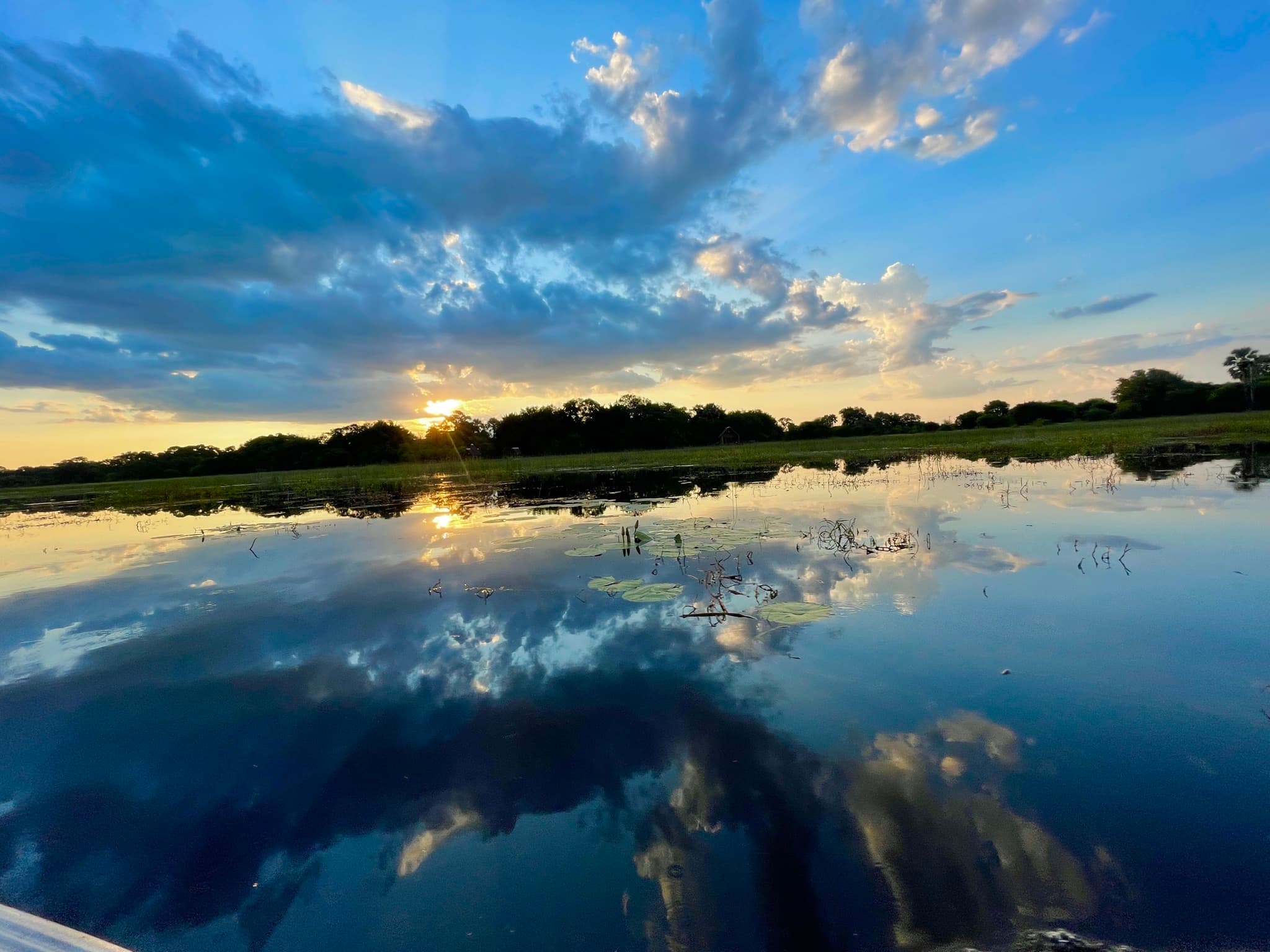 Maun