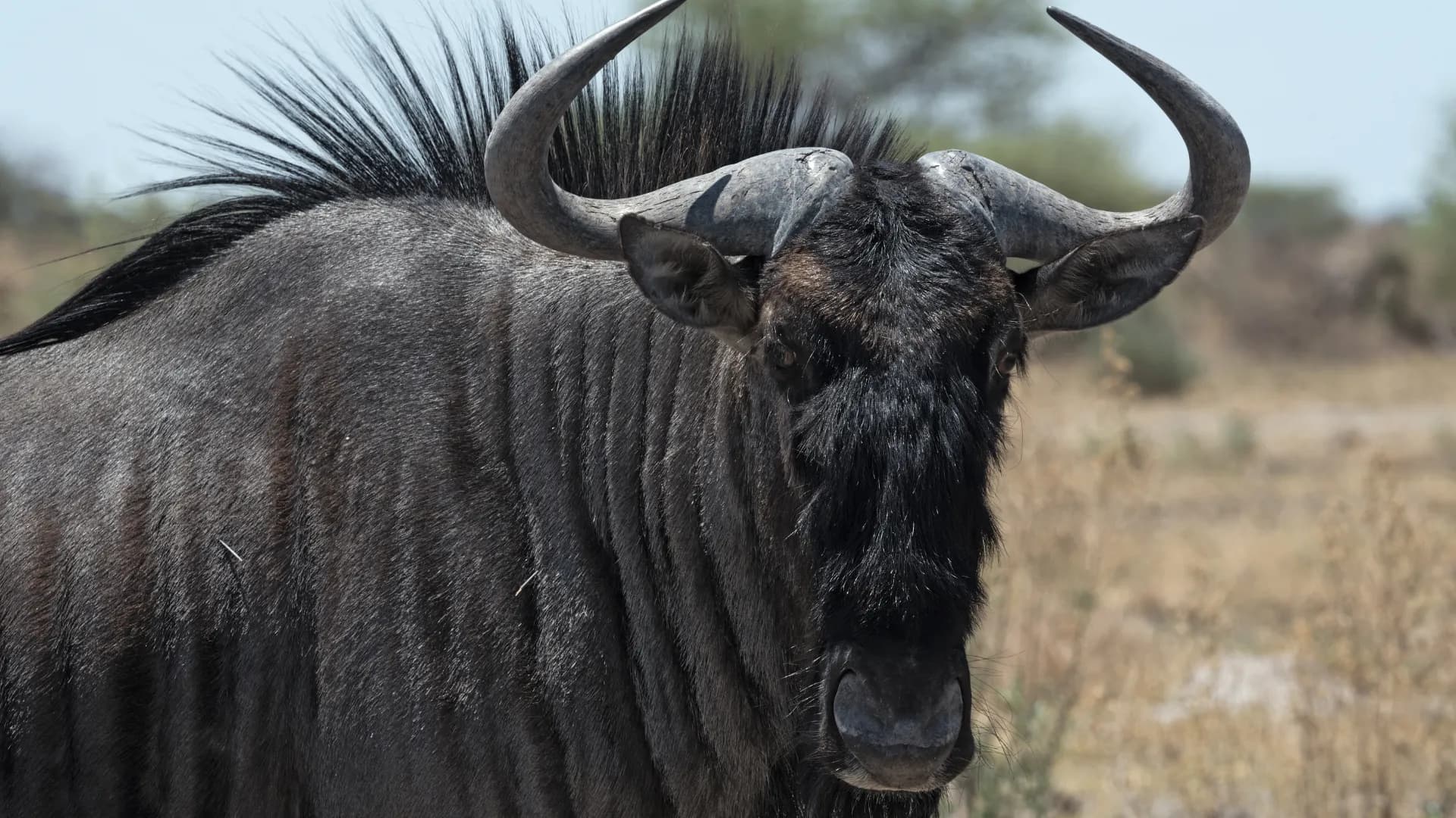 Nxai Pan National Park
