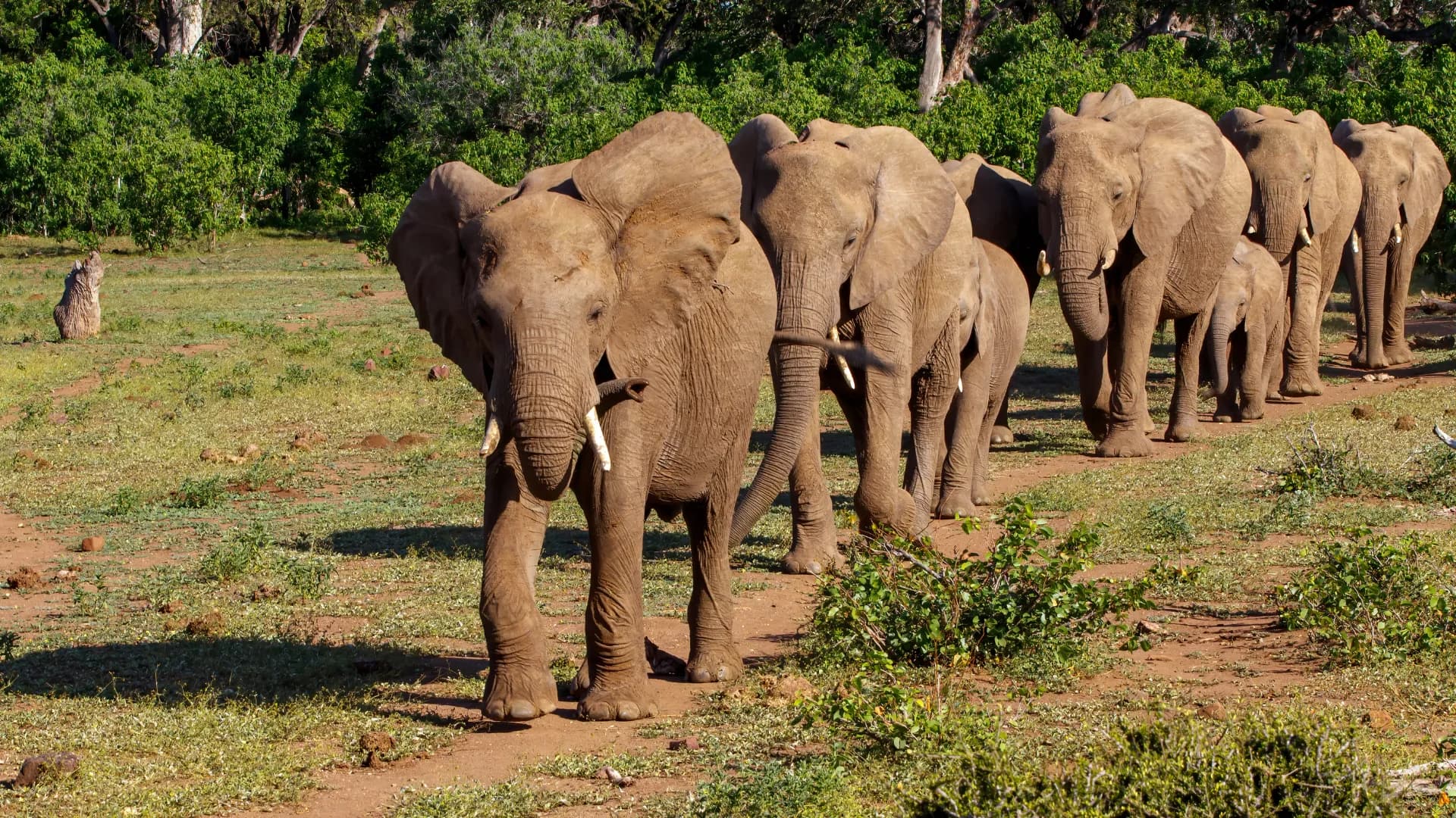 Northern Tuli Game Reserve