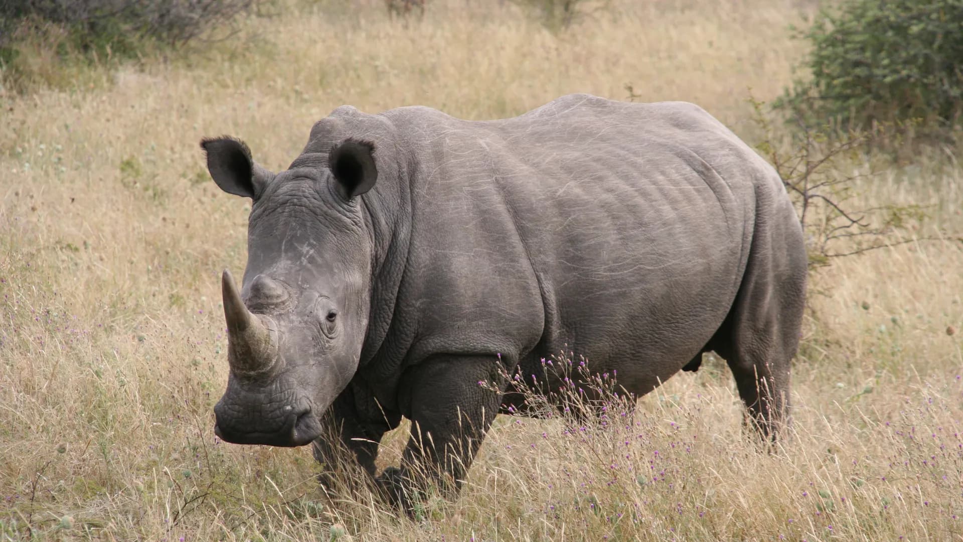 Khama Rhino Sanctuary