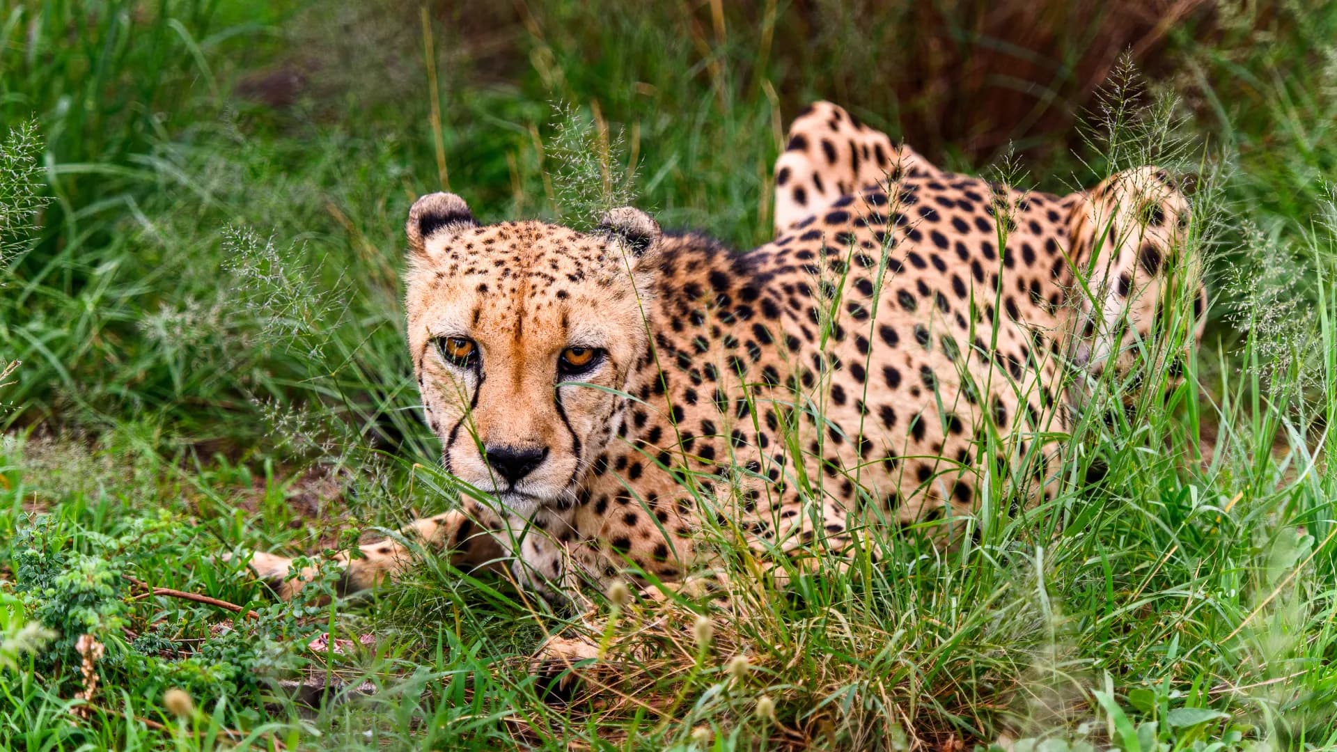 Naankuse Wildlife Sanctuary