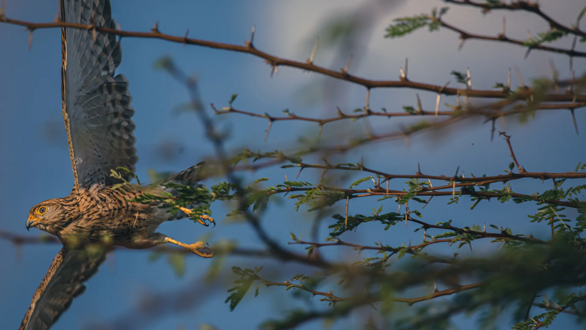 Nata Bird Sanctuary