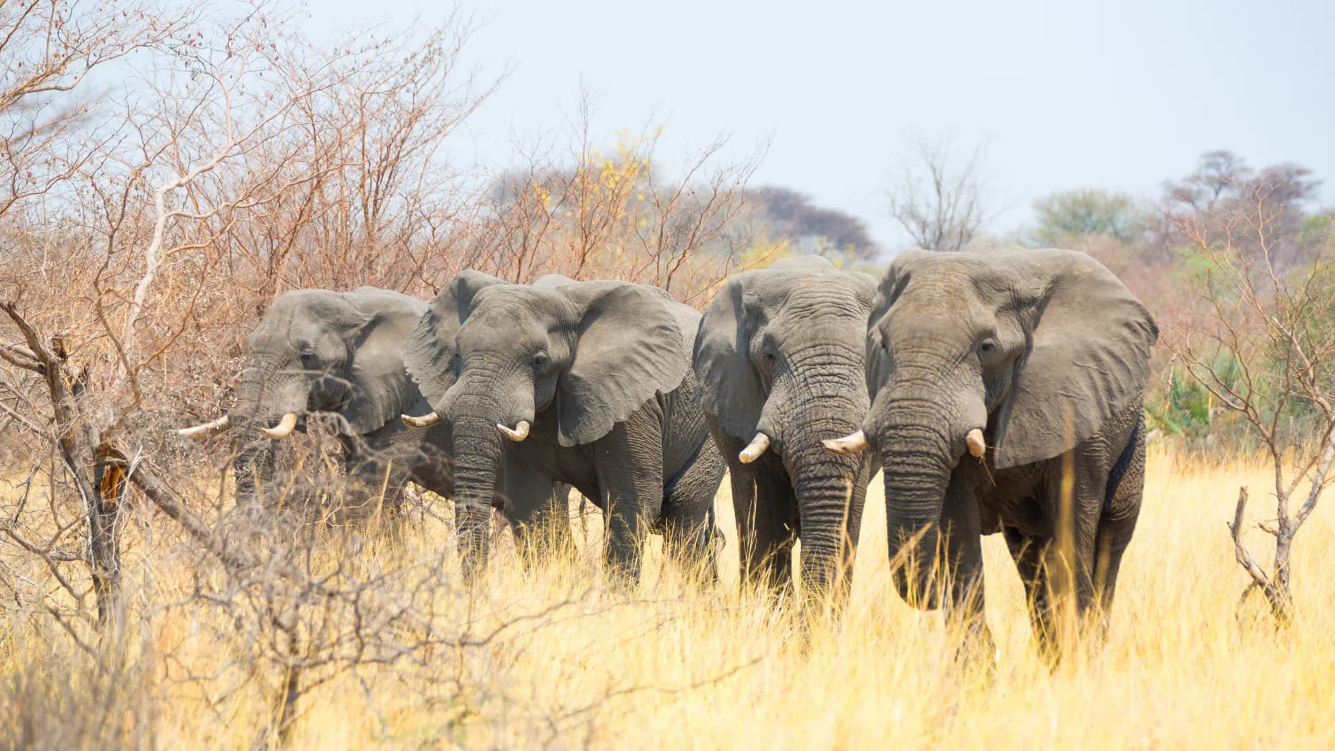 Mahango Game Reserve
