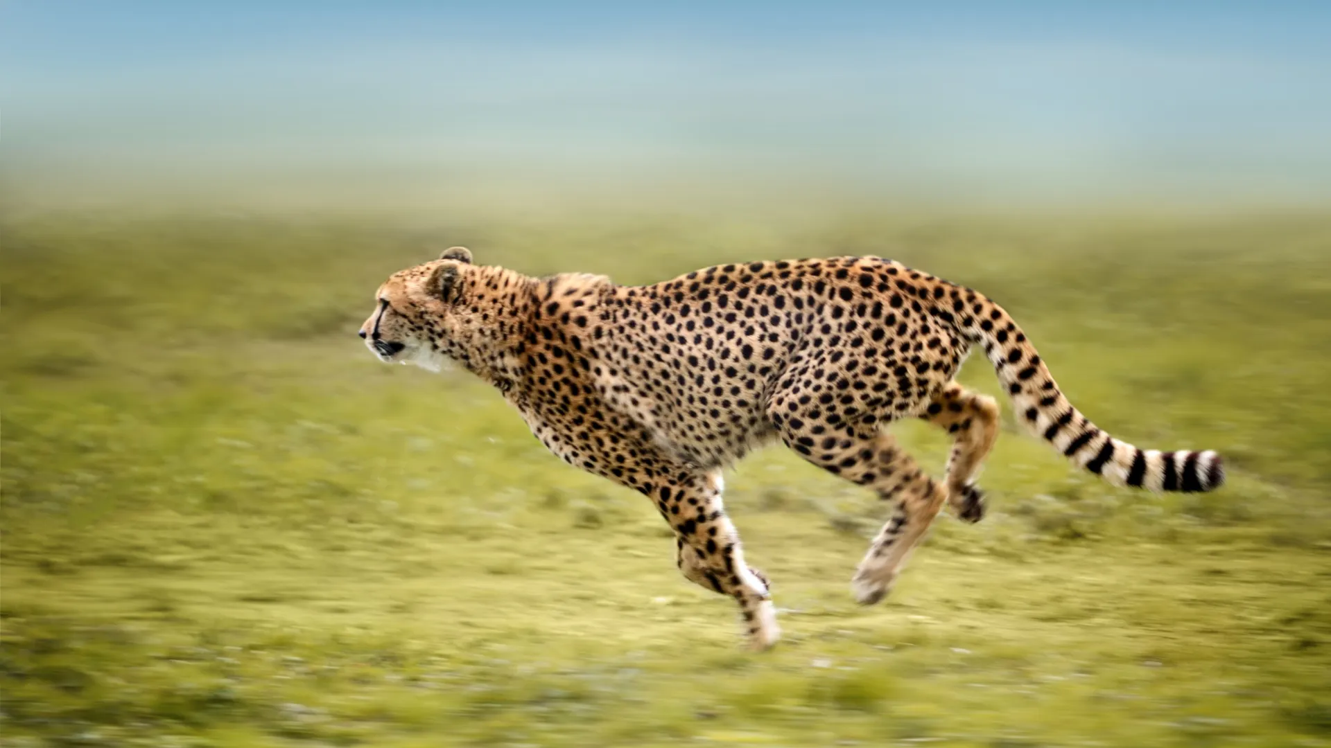 Cheetah Conservation Fund (CCF)