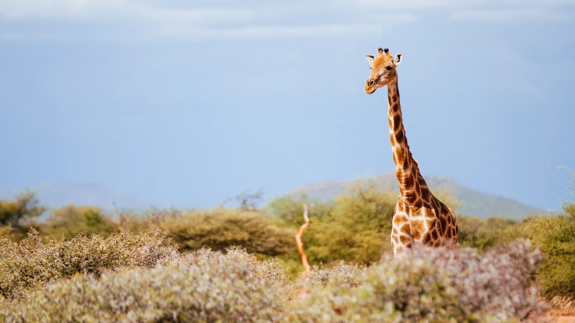 Mount Etjo Safari Lodge