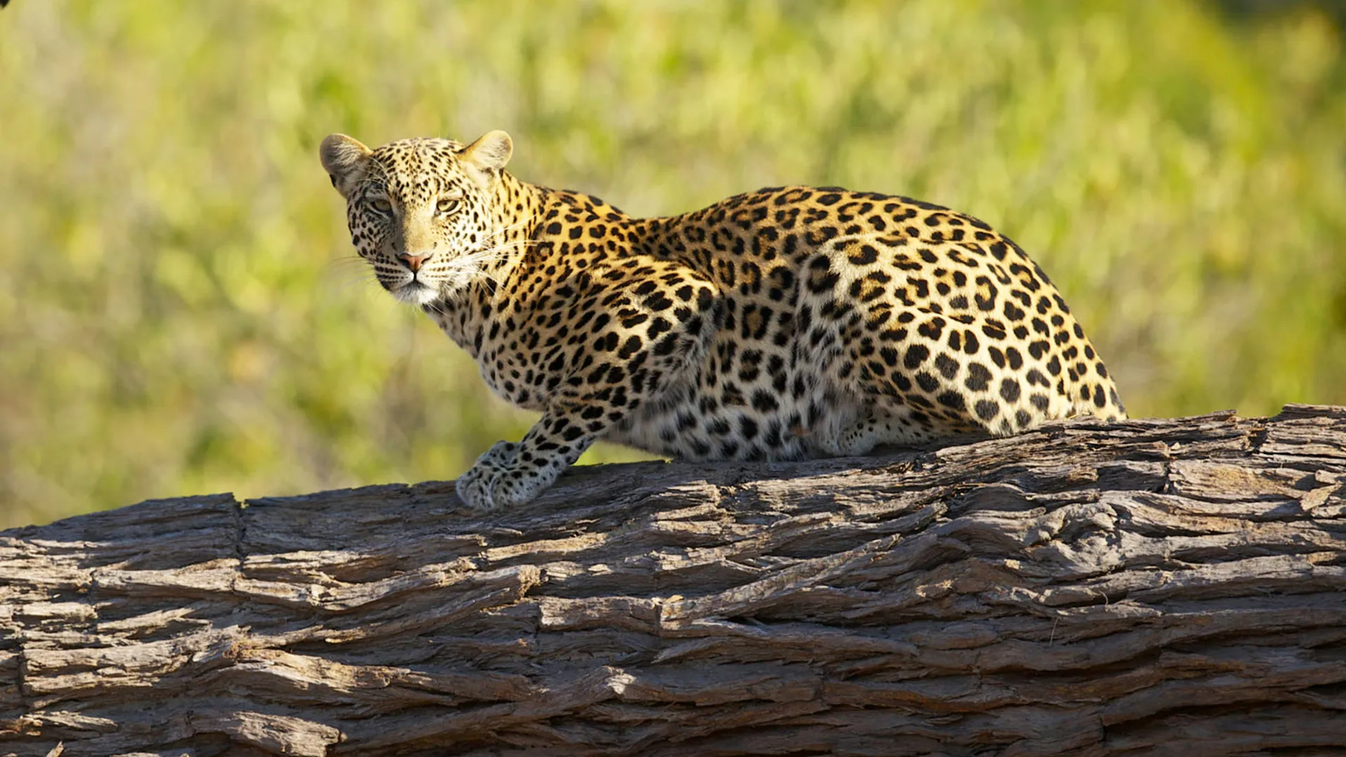 Linyanti Wildlife Reserve